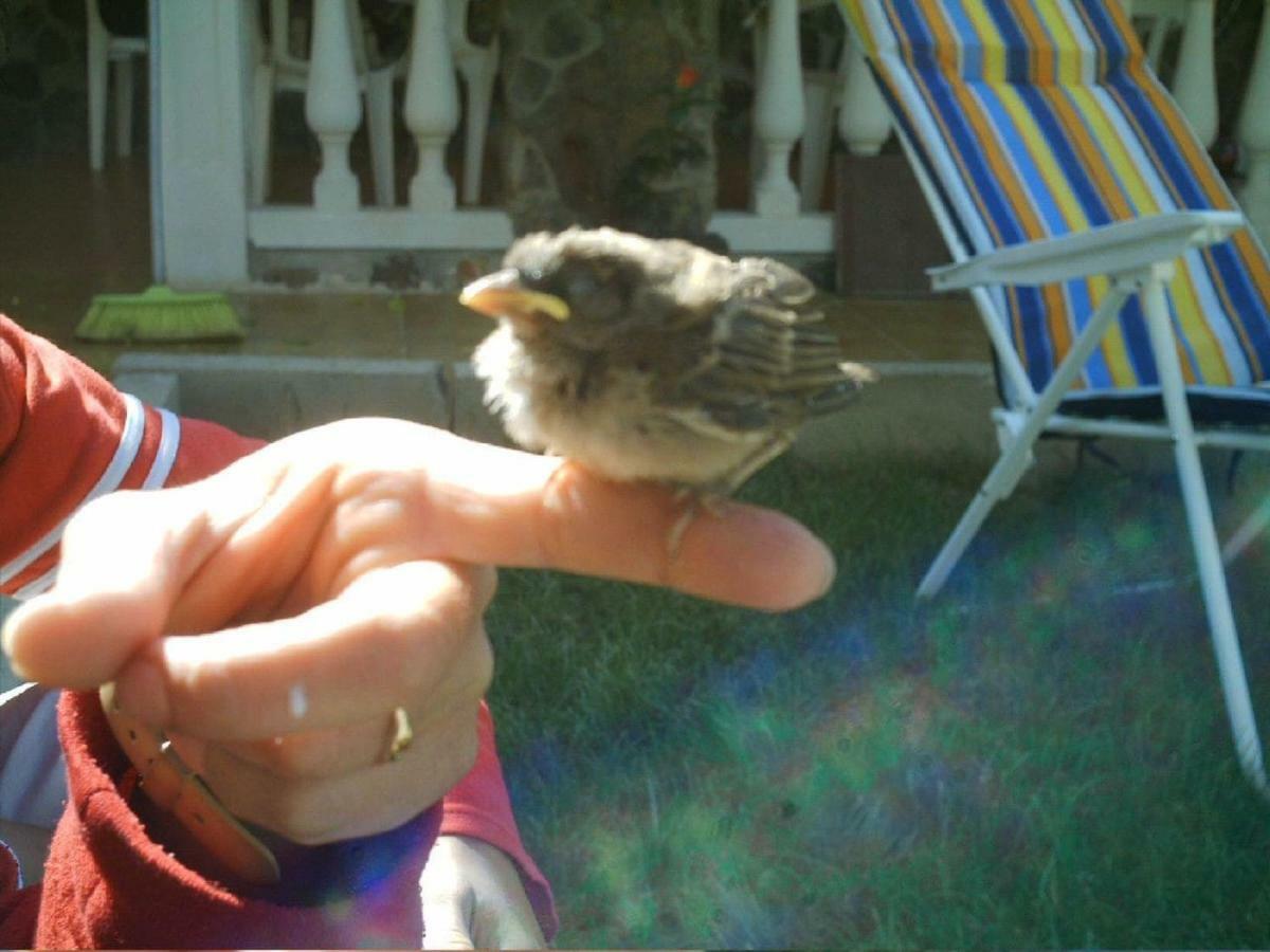 Villa El Gallo Los Cortijos Εξωτερικό φωτογραφία